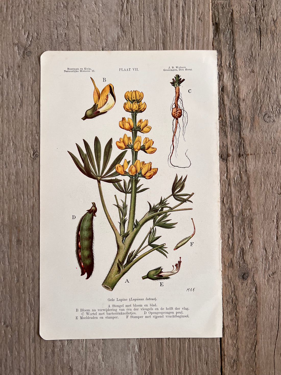 Antieke illustratie Gele Lupine