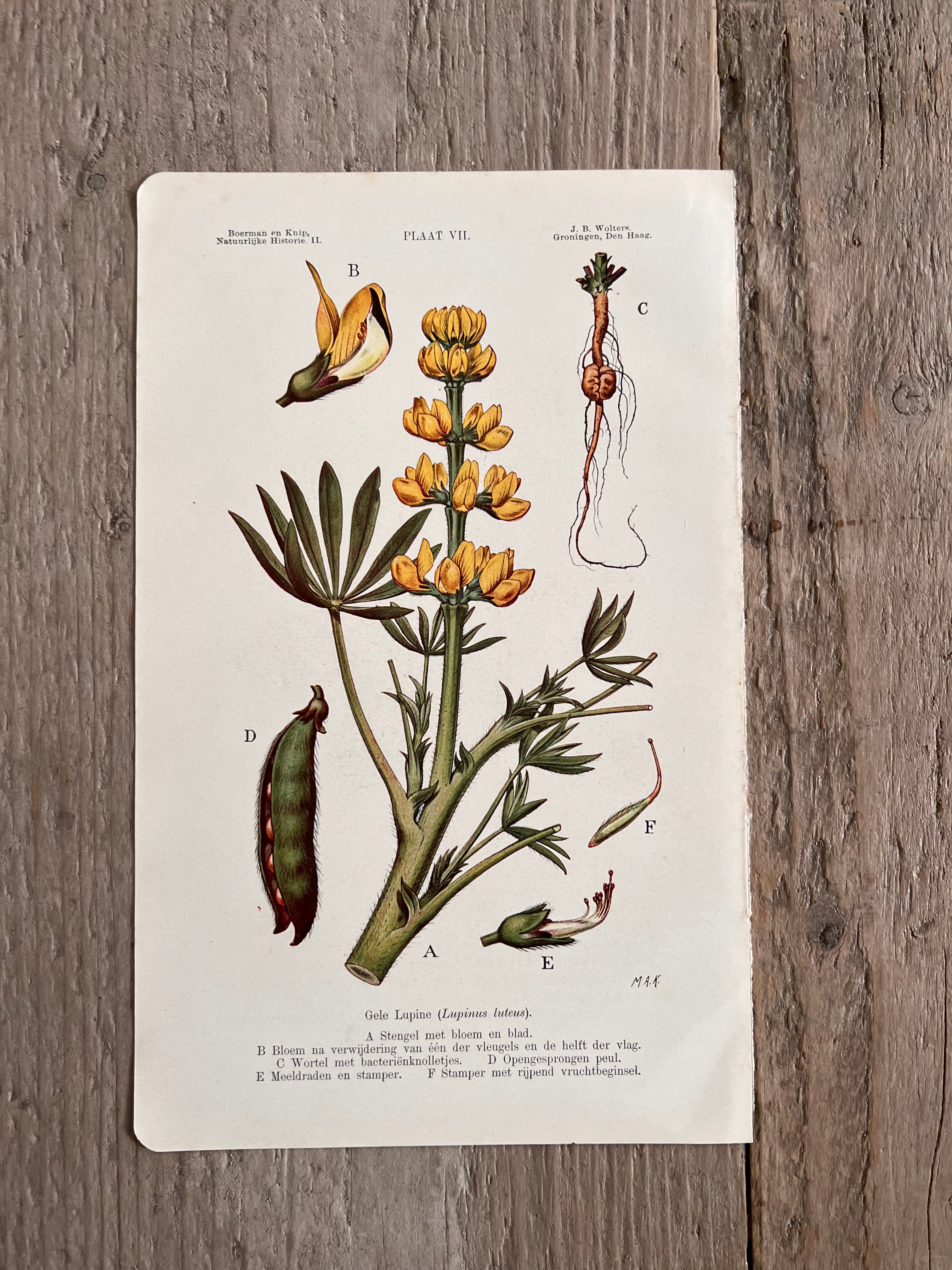 Antique illustration Yellow Lupine