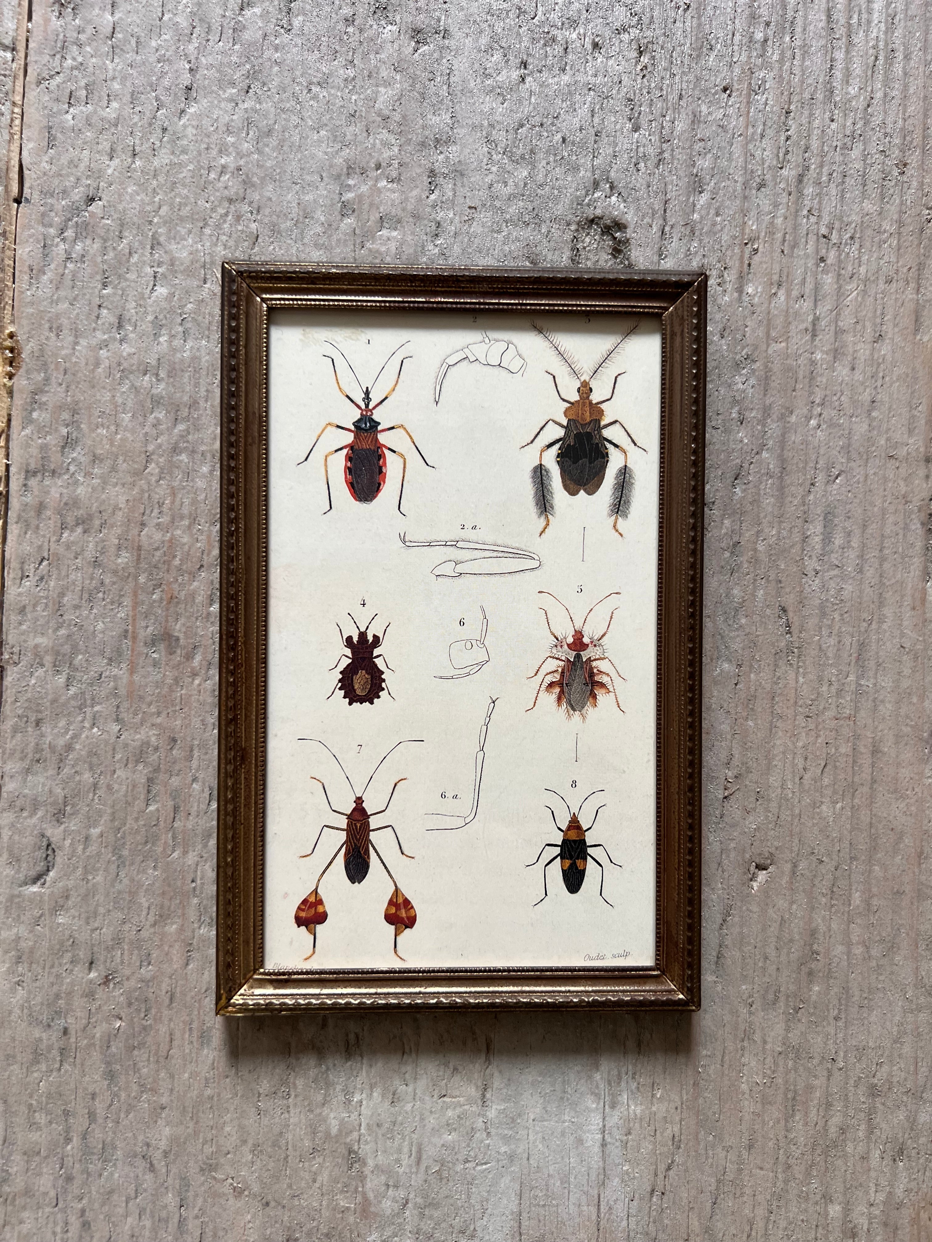 Vintage frame with illustration beetles