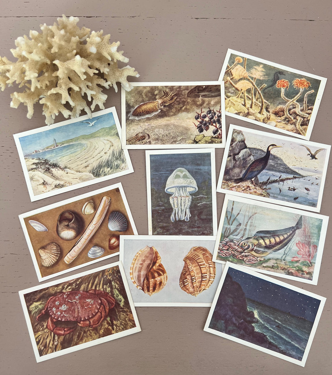Set plaatjes &quot;Het leven der zee&quot; krab