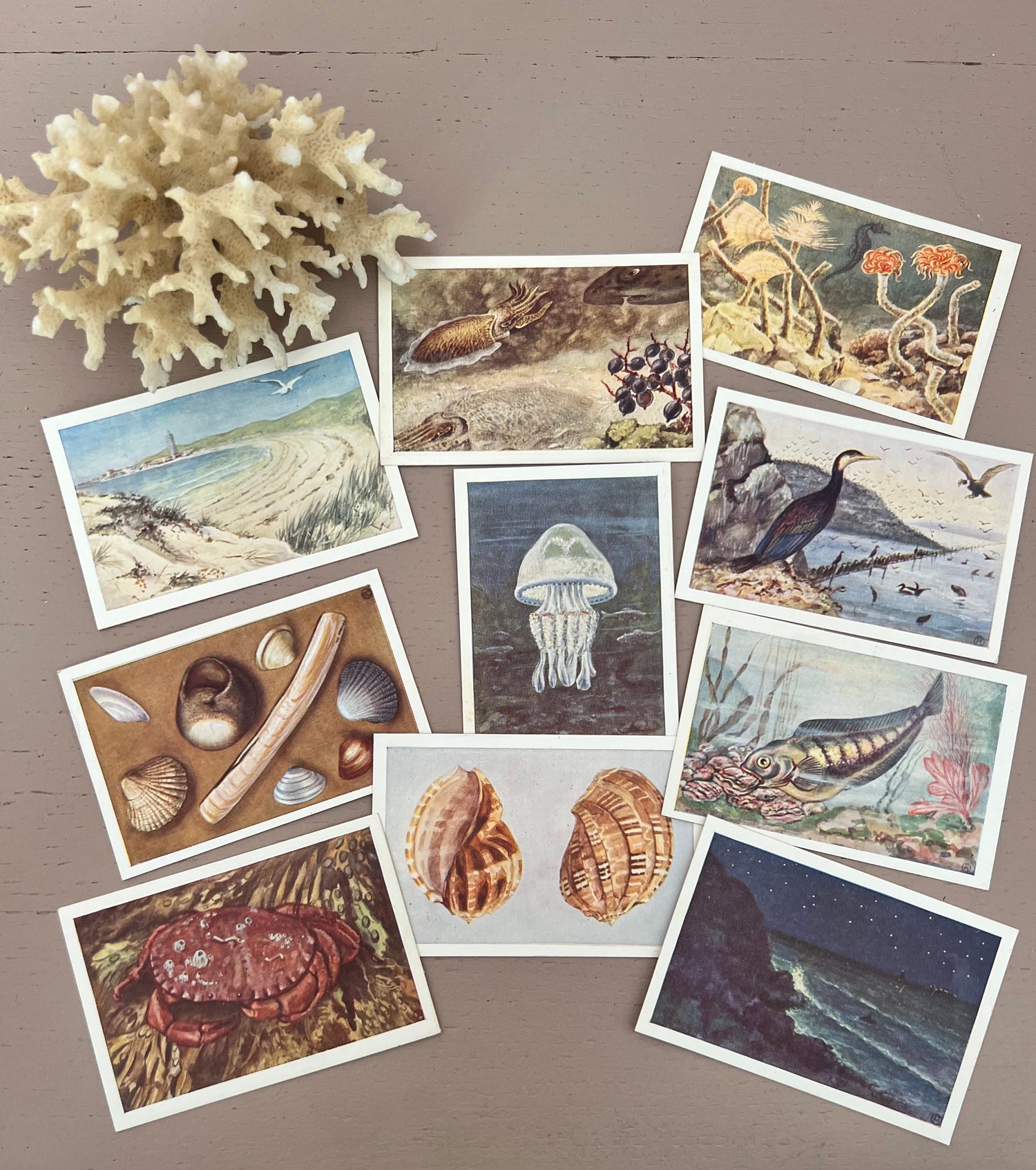 Set plaatjes &quot;Het leven der zee&quot; krab