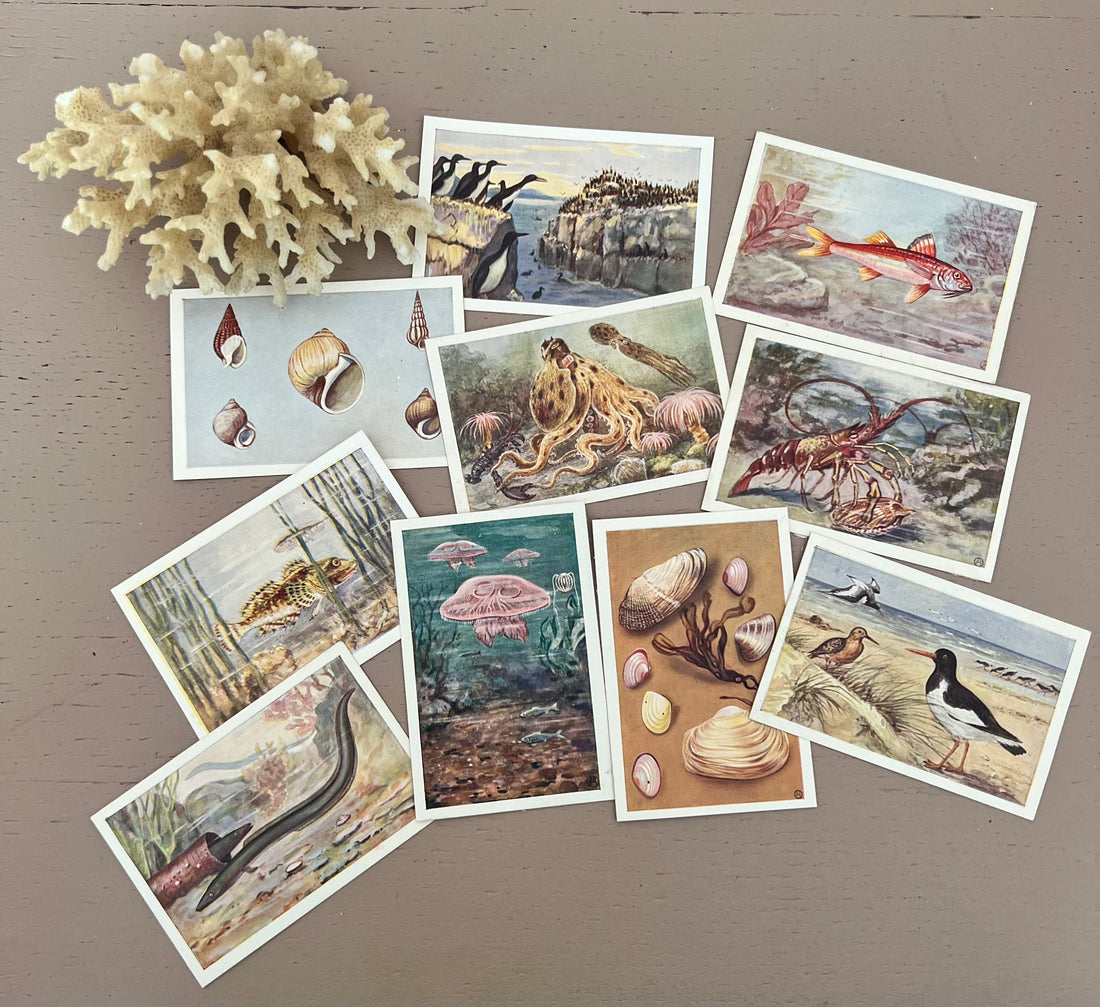 Set plaatjes &quot;Het leven der zee&quot;