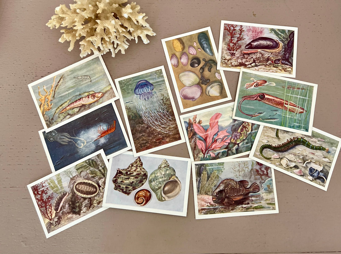 Set plaatjes &quot;Het leven der zee&quot; mossel