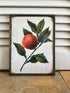 Vintage fotolijst met botanische afbeelding