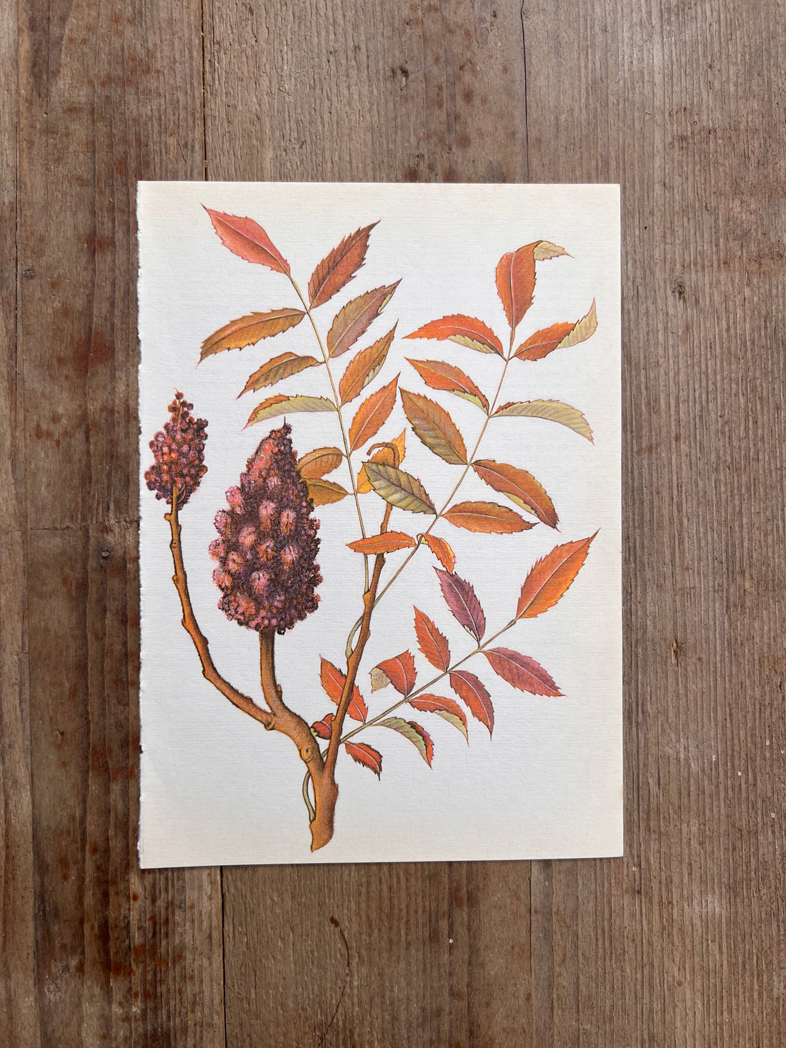 Botanische illustratie sumac