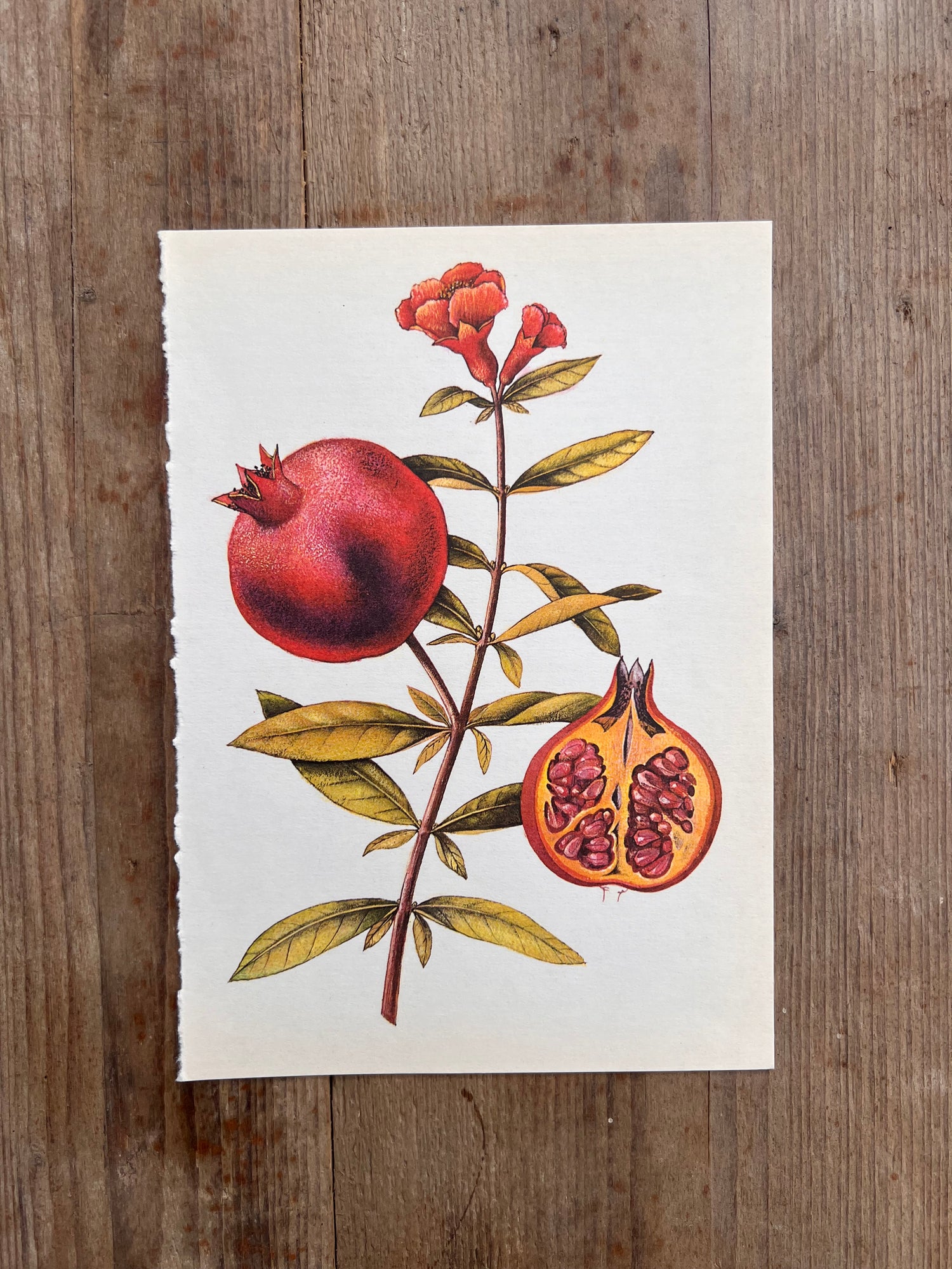 Botanische illustratie granaatappel