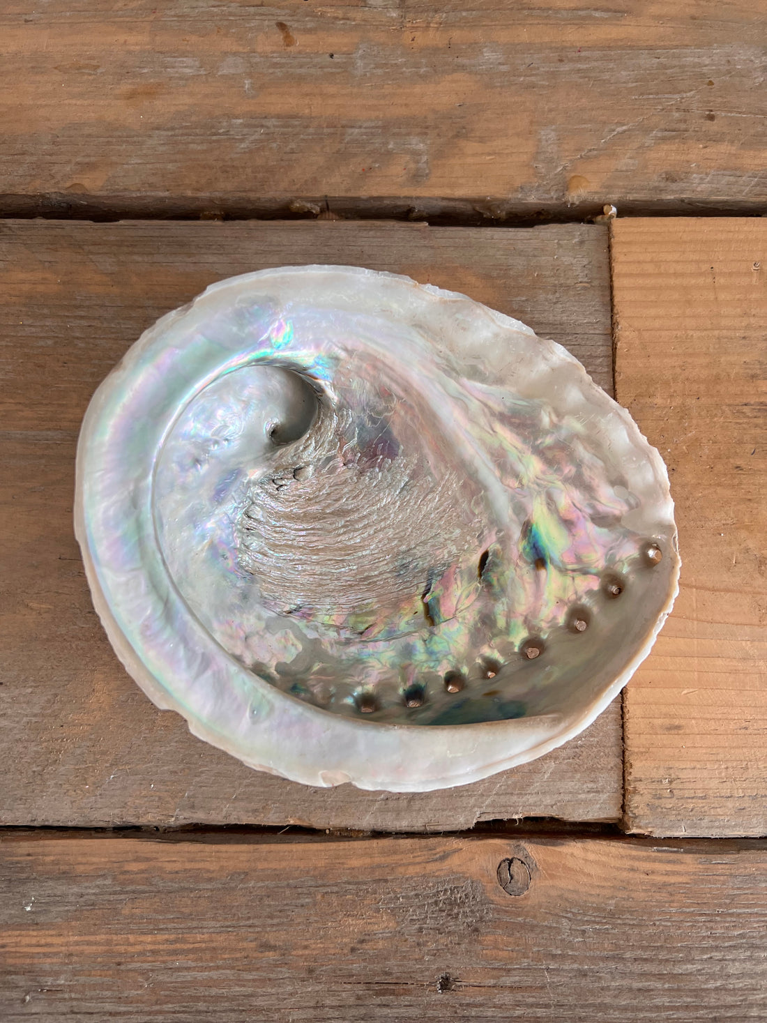 Abelone shell