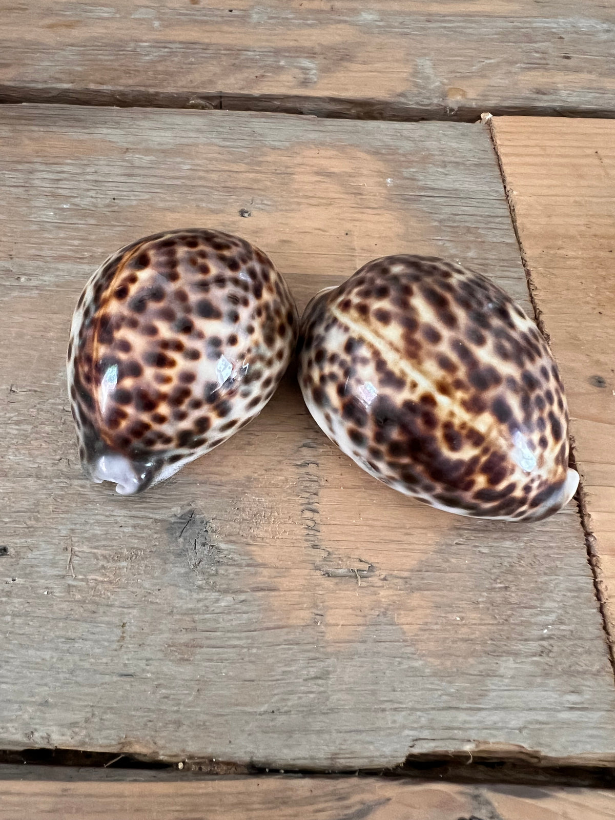 Tijgerkauri, tijgerkauri schelp, verzamelschelp, schelpen verzamelen