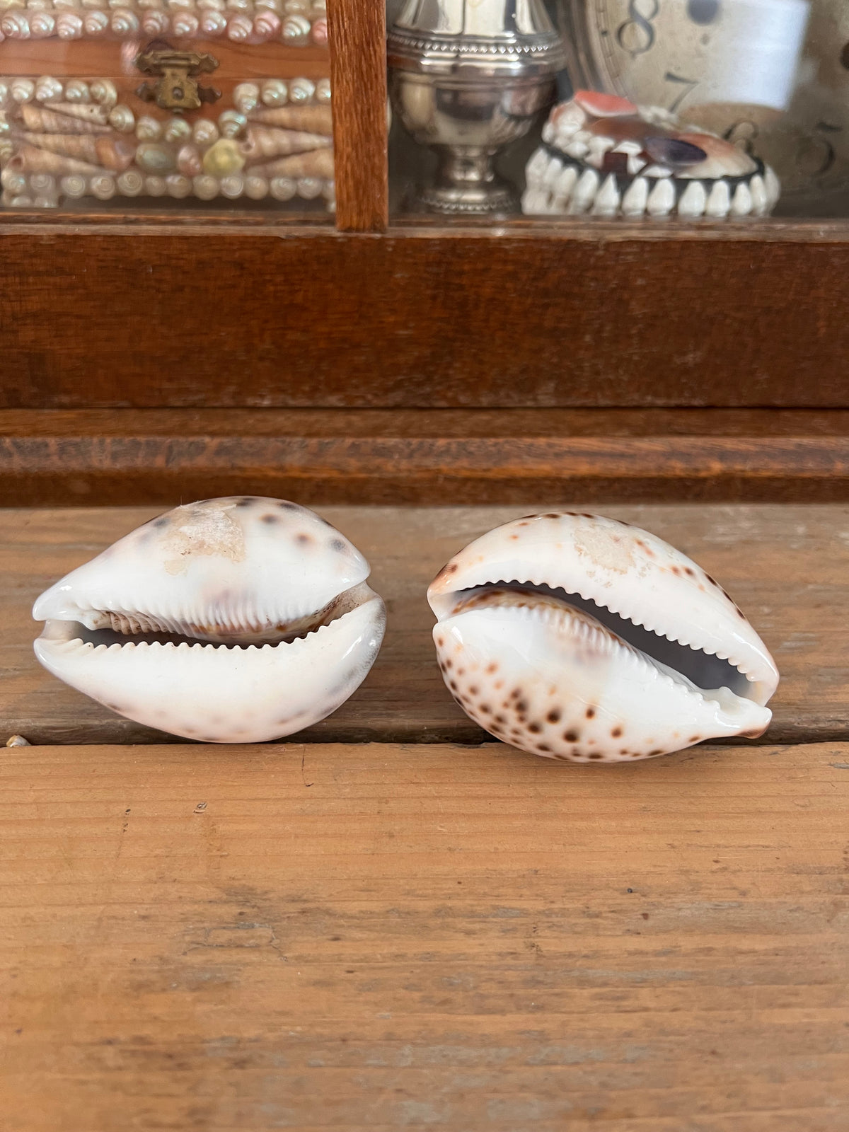 Tijgerkauri schelp - natuurlijke decoratie en verzamelschelp