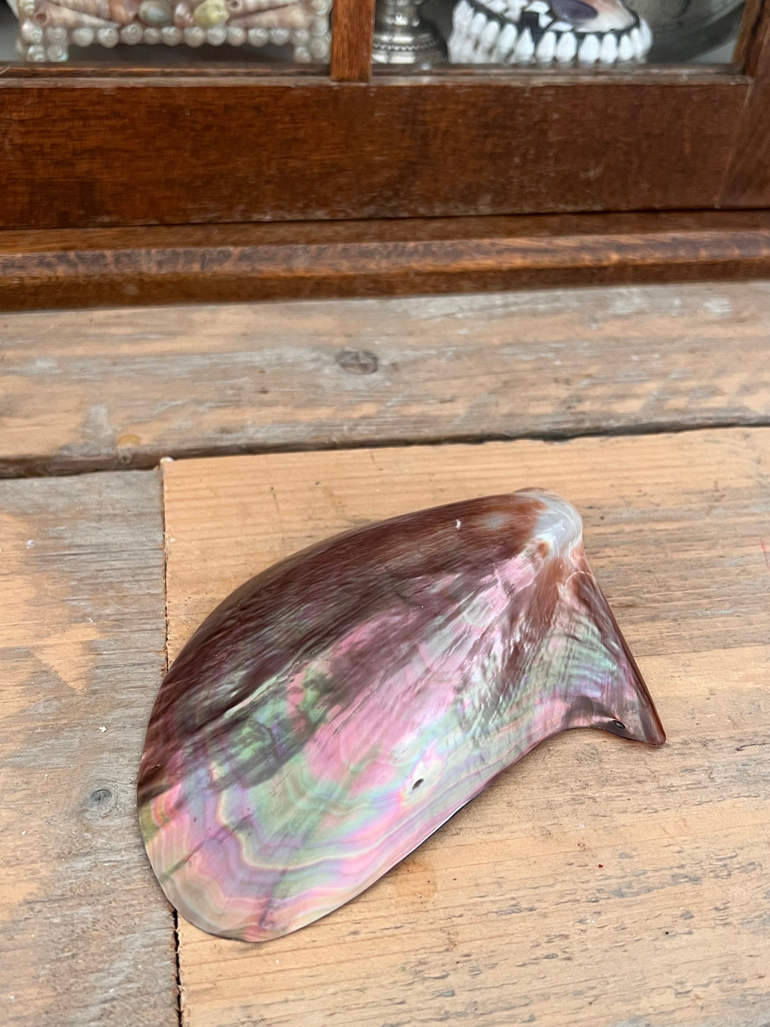 Mother-of-pearl mussel brown