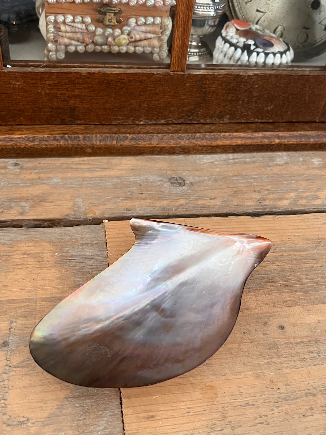 Mother-of-pearl mussel brown