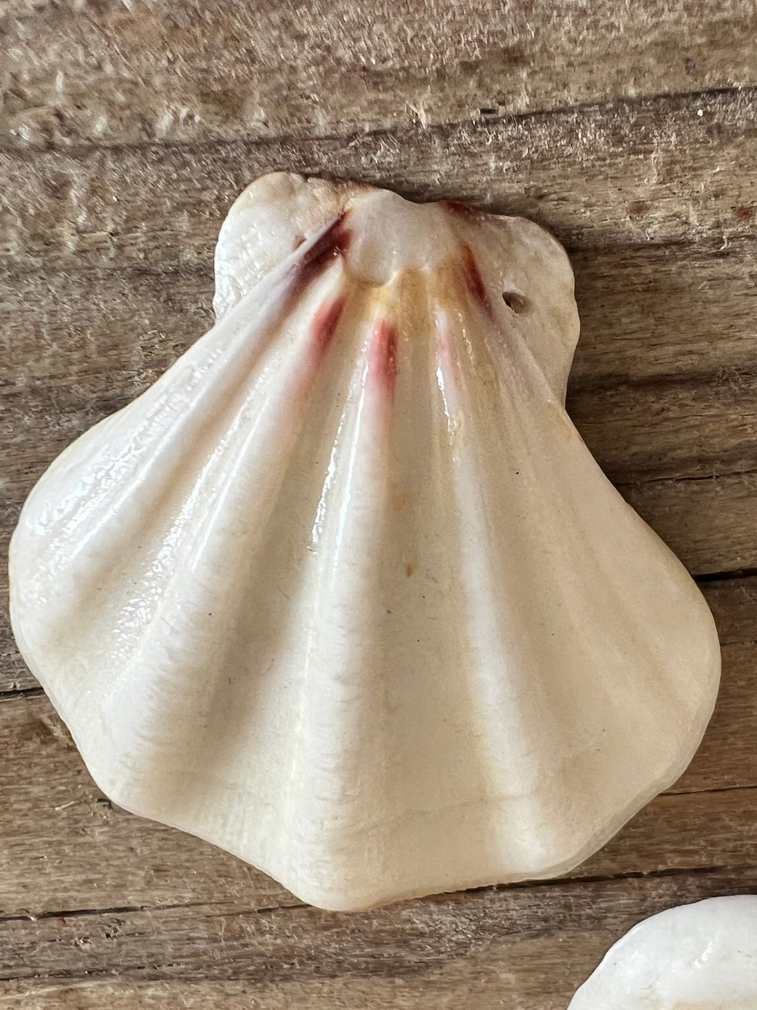 Coquilles kralen