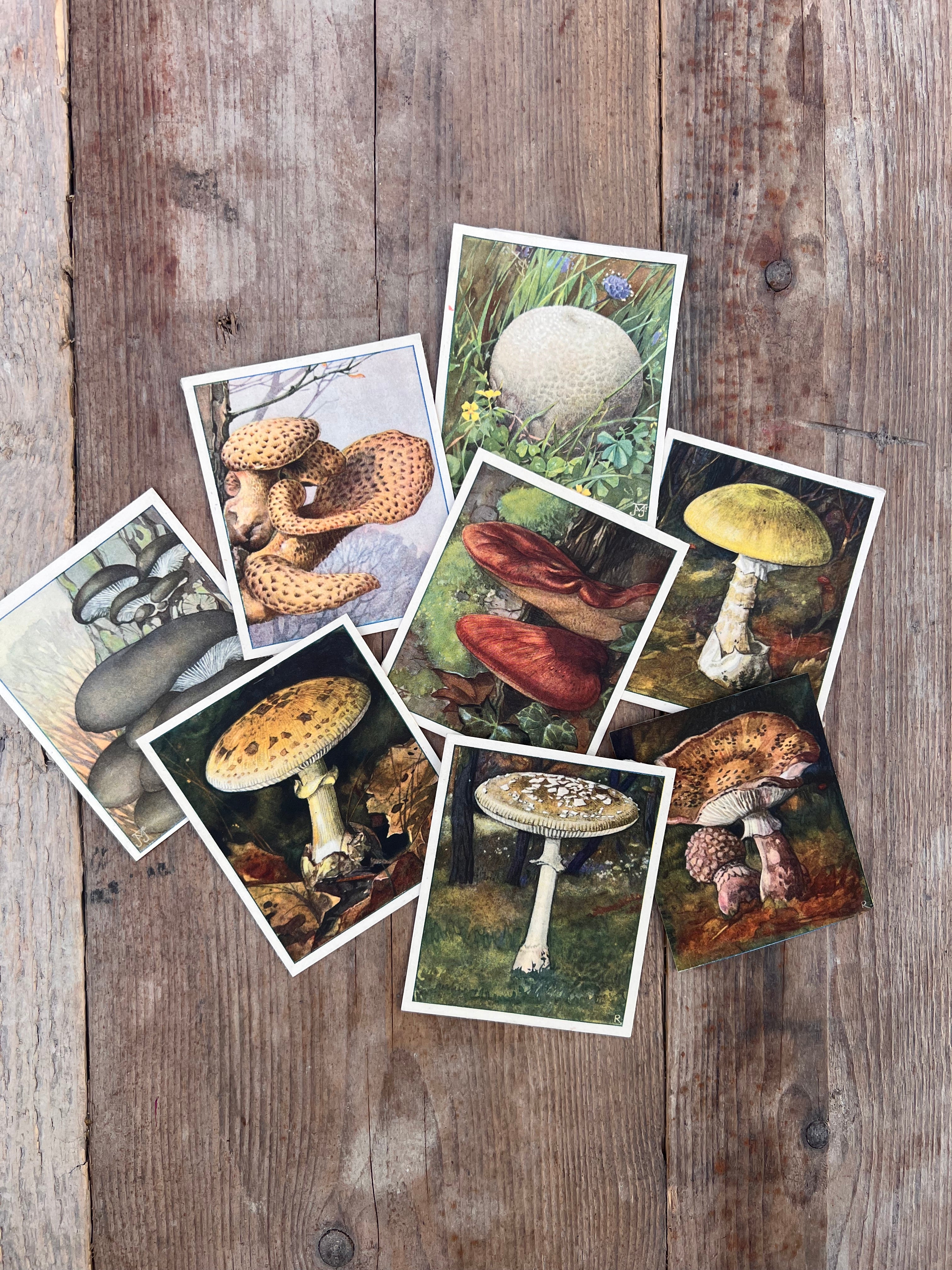 Set of Verkade pictures Mushrooms from 1929