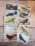verkadeplaatjes set, verkade plaatjes kopen, verkade plaatjes hans de torenkraai, originele verkadeplaatjes, verkadeplaatjes verzamelen, vintage verkade plaatjes, verkadeplaatjes knutselen, nostalgische verkade plaatjes