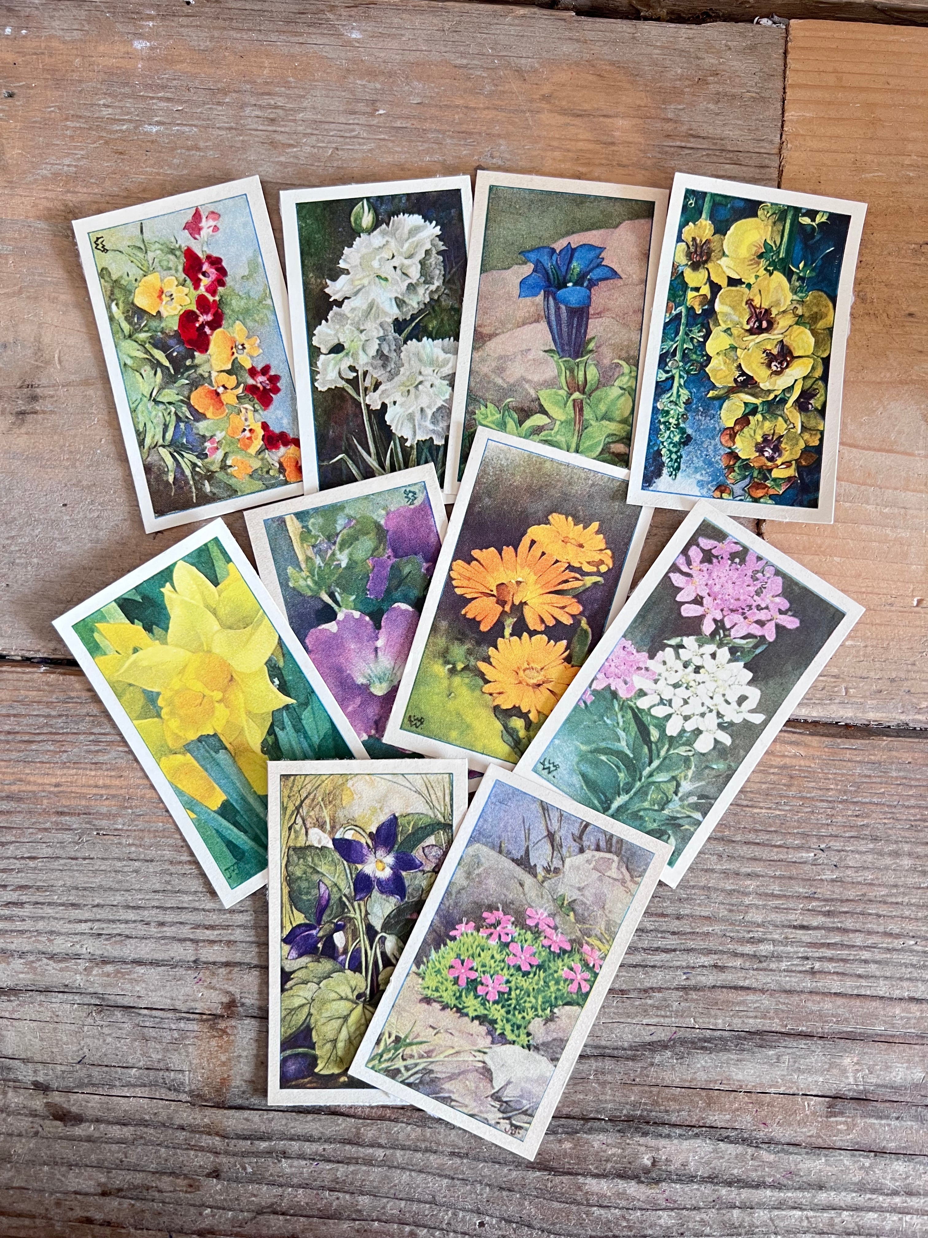 verkadeplaatjes set, verkade plaatjes kopen, verkade plaatjes hans de torenkraai, originele verkadeplaatjes, verkadeplaatjes verzamelen, vintage verkade plaatjes, verkadeplaatjes knutselen, nostalgische verkade plaatjes