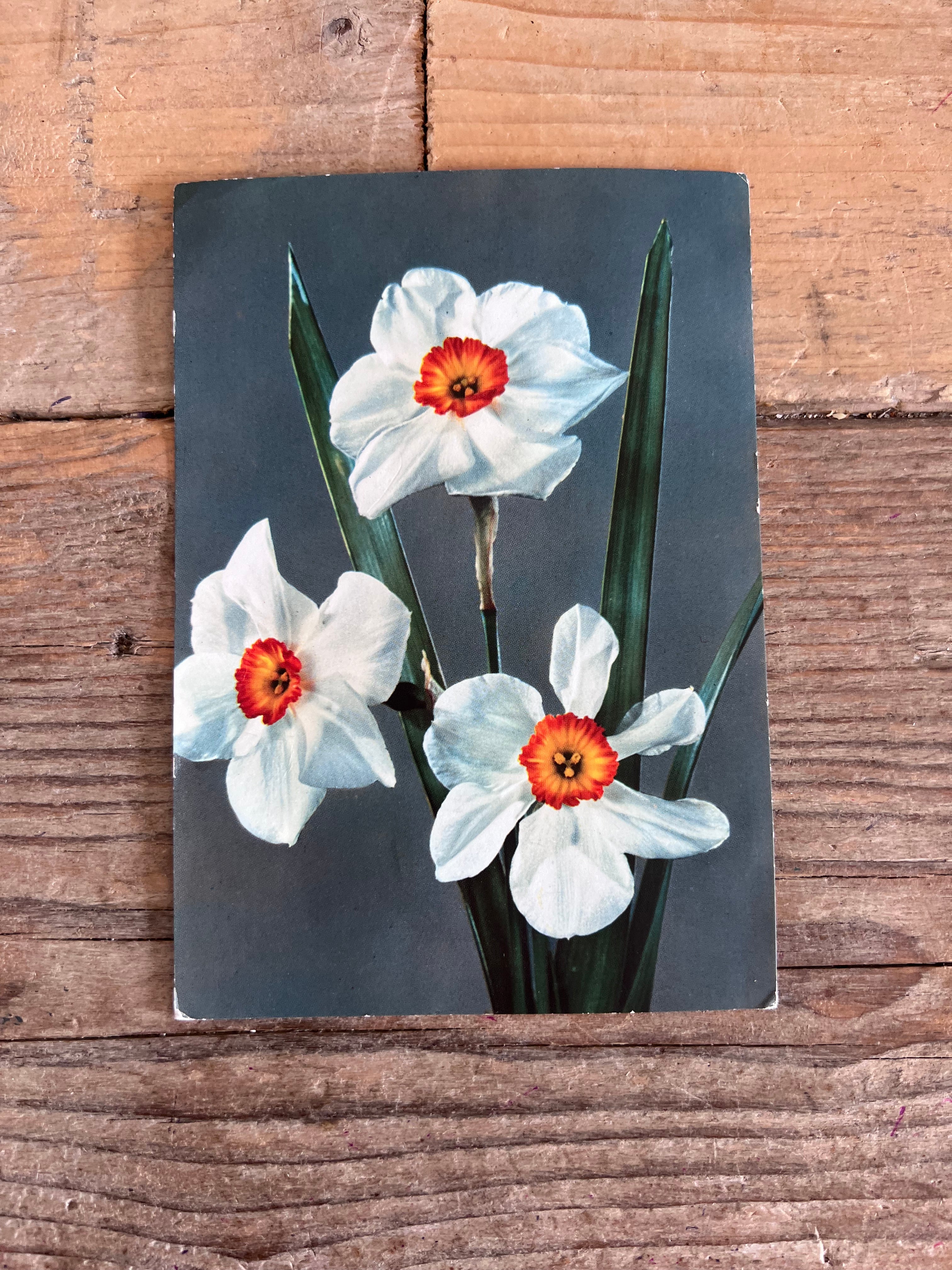 Vintage kaart met narcissen
vintage kaart narcissen, ansichtkaart met bloemen, postzegel kaart, vintage ansichtkaarten, verzamelaarskaart bloemen, nostalgische ansichtkaarten, originele postkaart narcissen, antieke kaarten kopen &amp;nbsp;