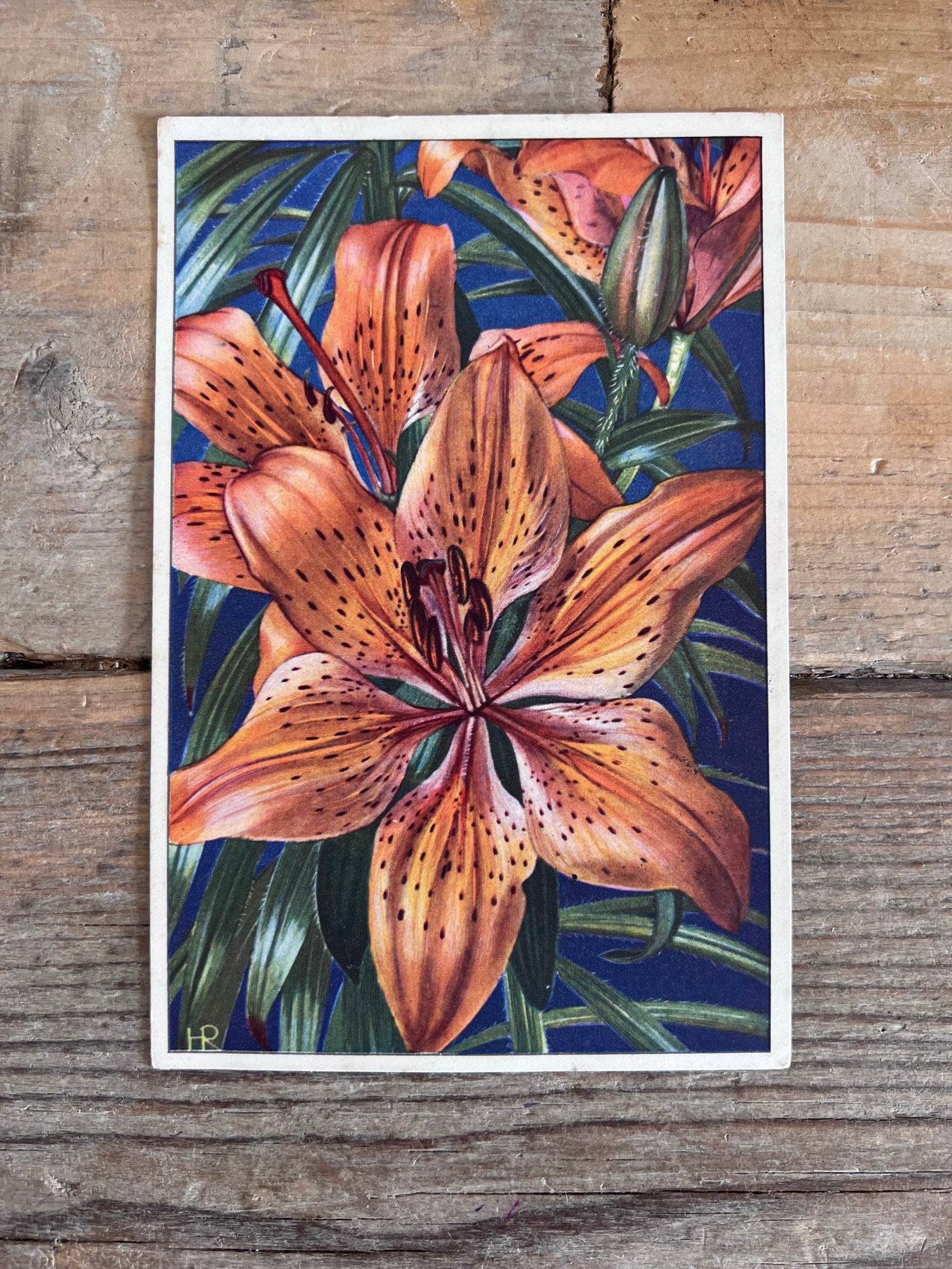 vintage ansichtkaart oranje lelie, onbeschreven ansichtkaart bloemen, bloemen ansichtkaarten vintage, ansichtkaart oranje bloem, botanische ansichtkaarten, nostalgische ansichtkaarten kopen, vintage kaarten verzamelen, ansichtkaart oranje lelie