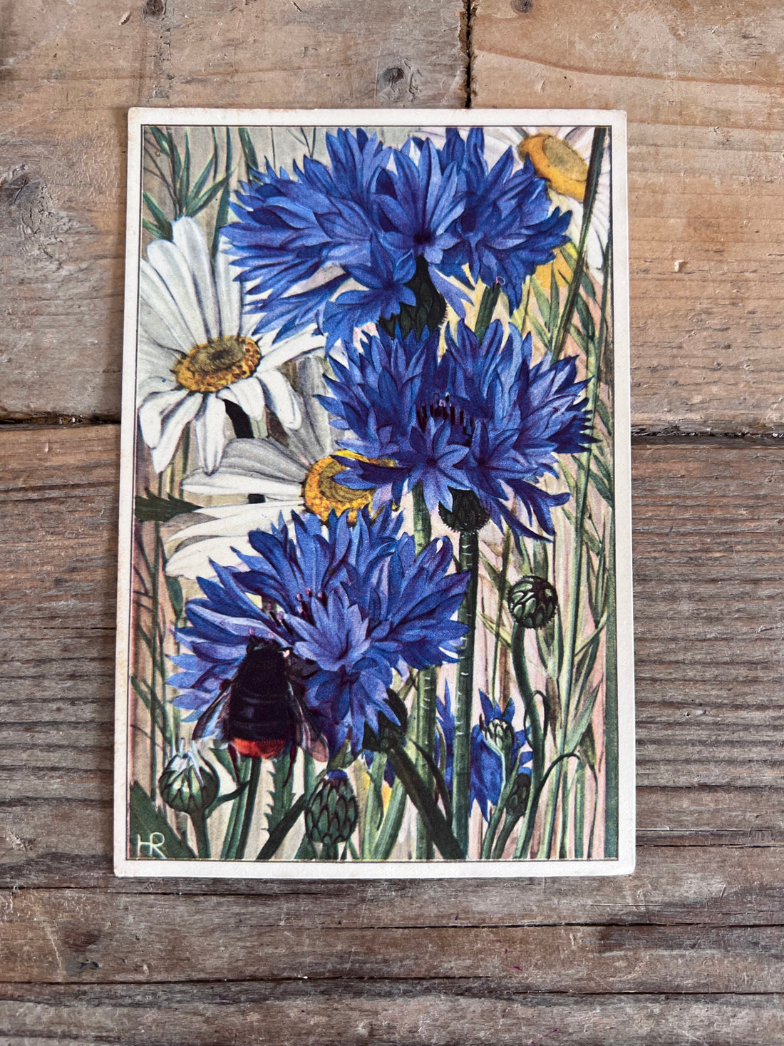 vintage ansichtkaart korenbloem, onbeschreven ansichtkaart bloemen, bloemen ansichtkaarten vintage, ansichtkaart korenbloem blauw, botanische ansichtkaarten, nostalgische ansichtkaarten kopen, vintage kaarten verzamelen, ansichtkaart korenbloem &amp;nbsp;
