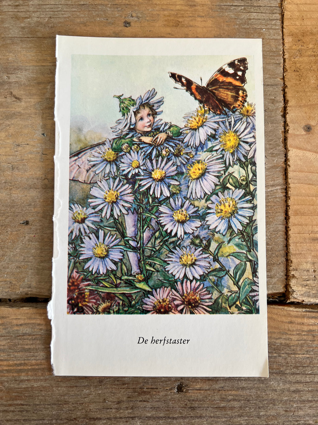 Illustratie Flower Fairies De herfstaster