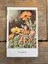 Illustratie Flower Fairies De goudsbloem