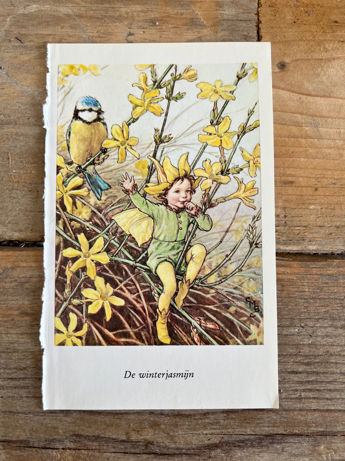 Flower Fairies illustratie De winterjasmijn