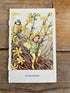 Flower Fairies illustratie De winterjasmijn