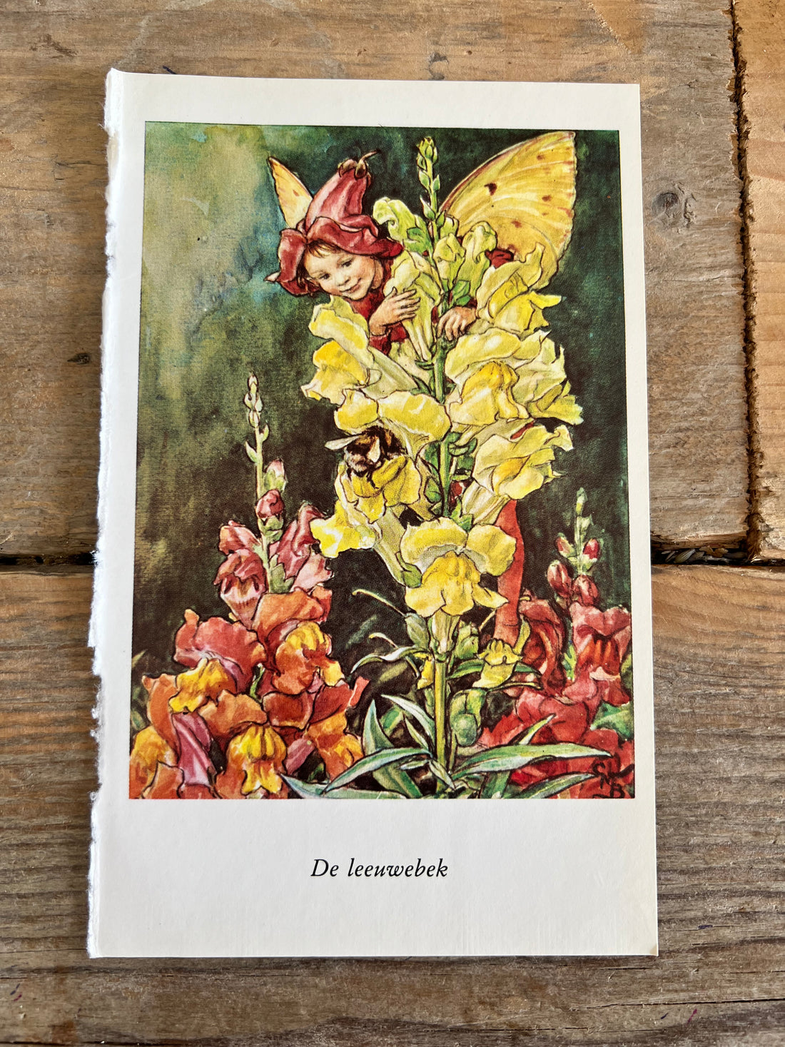 Flower Fairies De Leeuwenbek