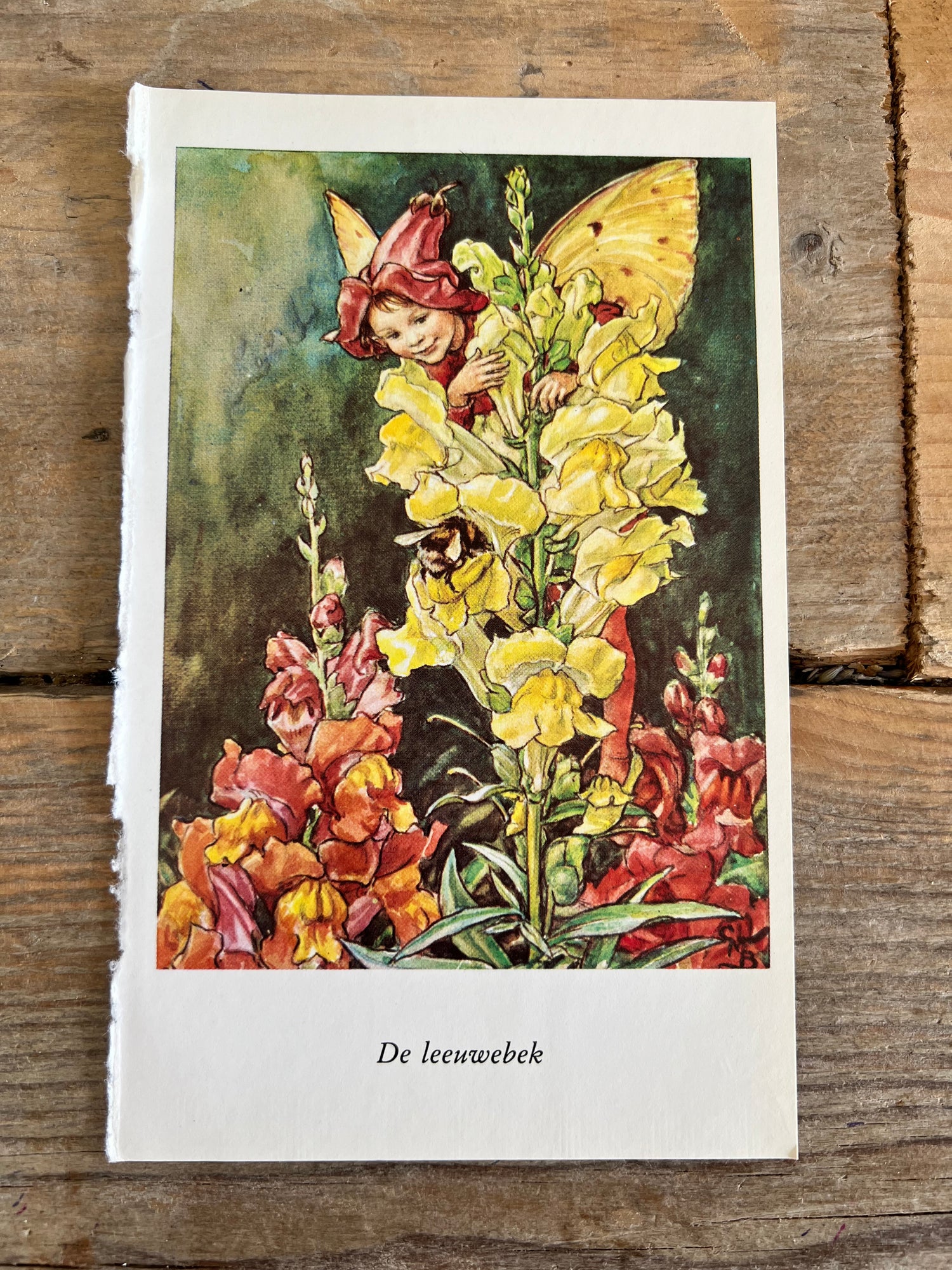 Flower Fairies De Leeuwenbek