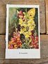 Flower Fairies De Leeuwenbek