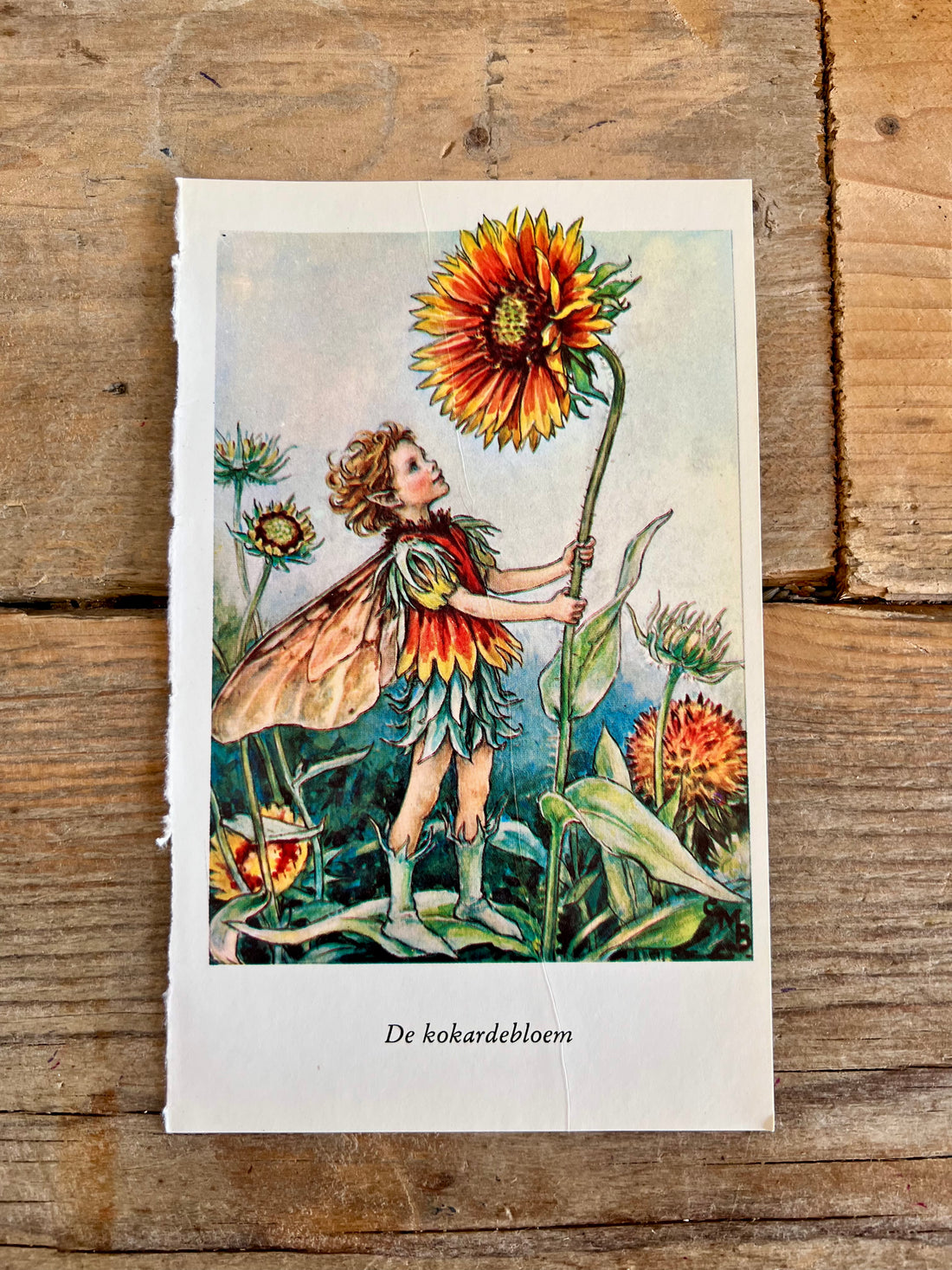 Illustratie Flower Fairies De Kokardebloem