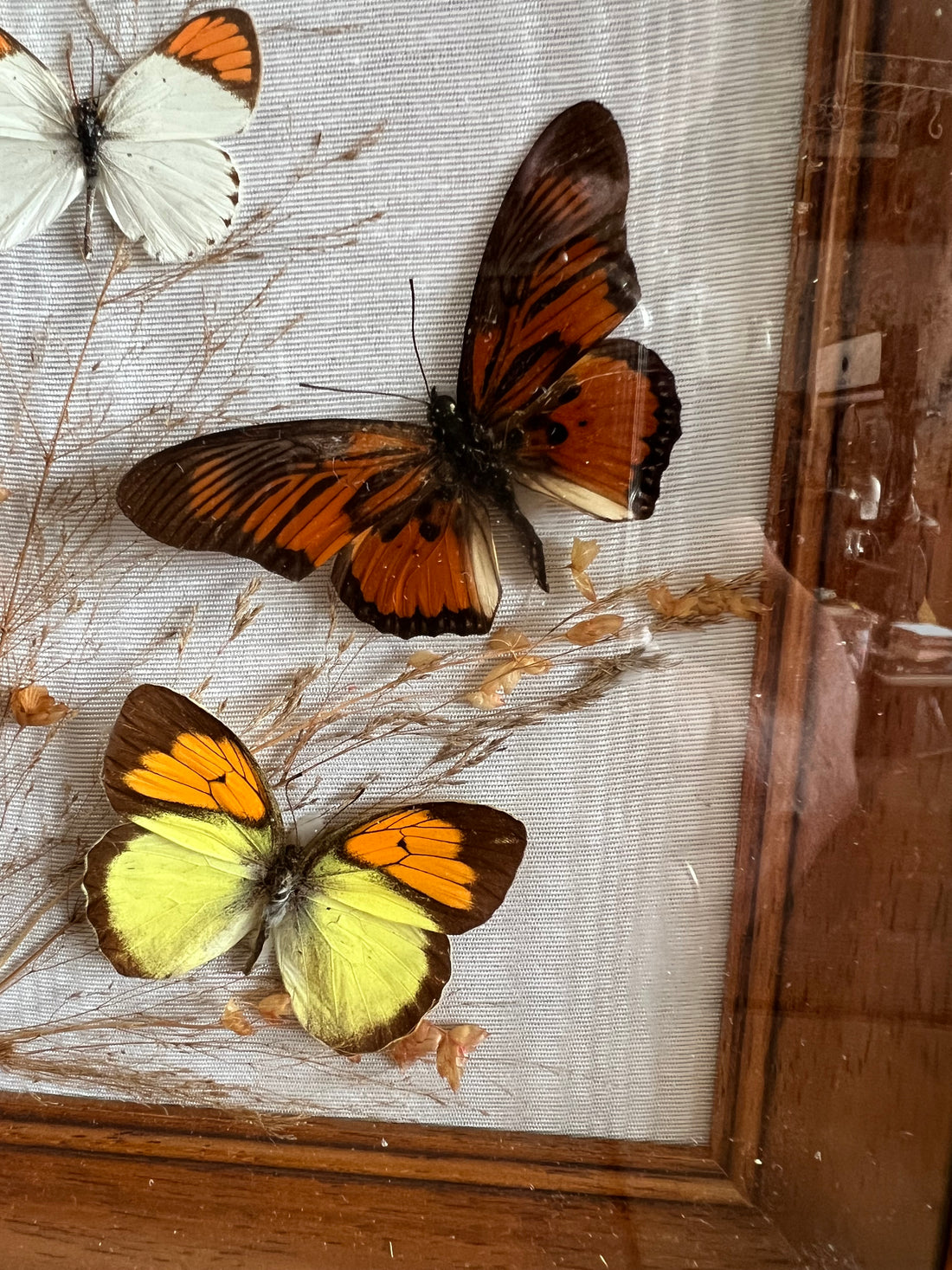 Vlinder taxiderrie
