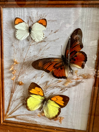 Vlinder taxiderrie