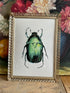 Vintage fotolijst met afbeelding scarabee