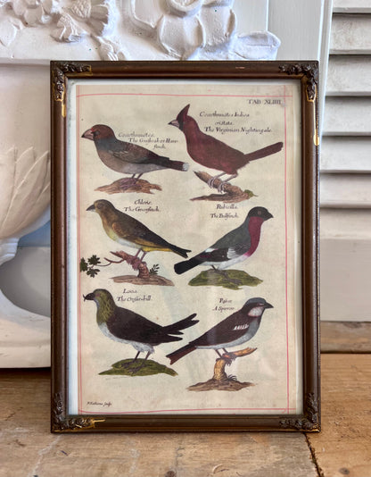vintage fotolijst, fotolijst vogels, brocante fotolijst, landelijke woondecoratie, shabby chic fotolijst, vogelafbeelding kader, decoratieve fotolijst, vintage interieuraccessoires, Sofia’s Brocante.