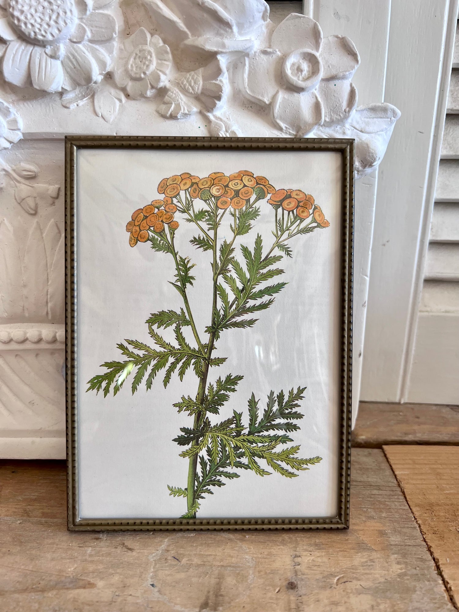 Vintage fotolijst met afbeelding boerenwormkruidplant