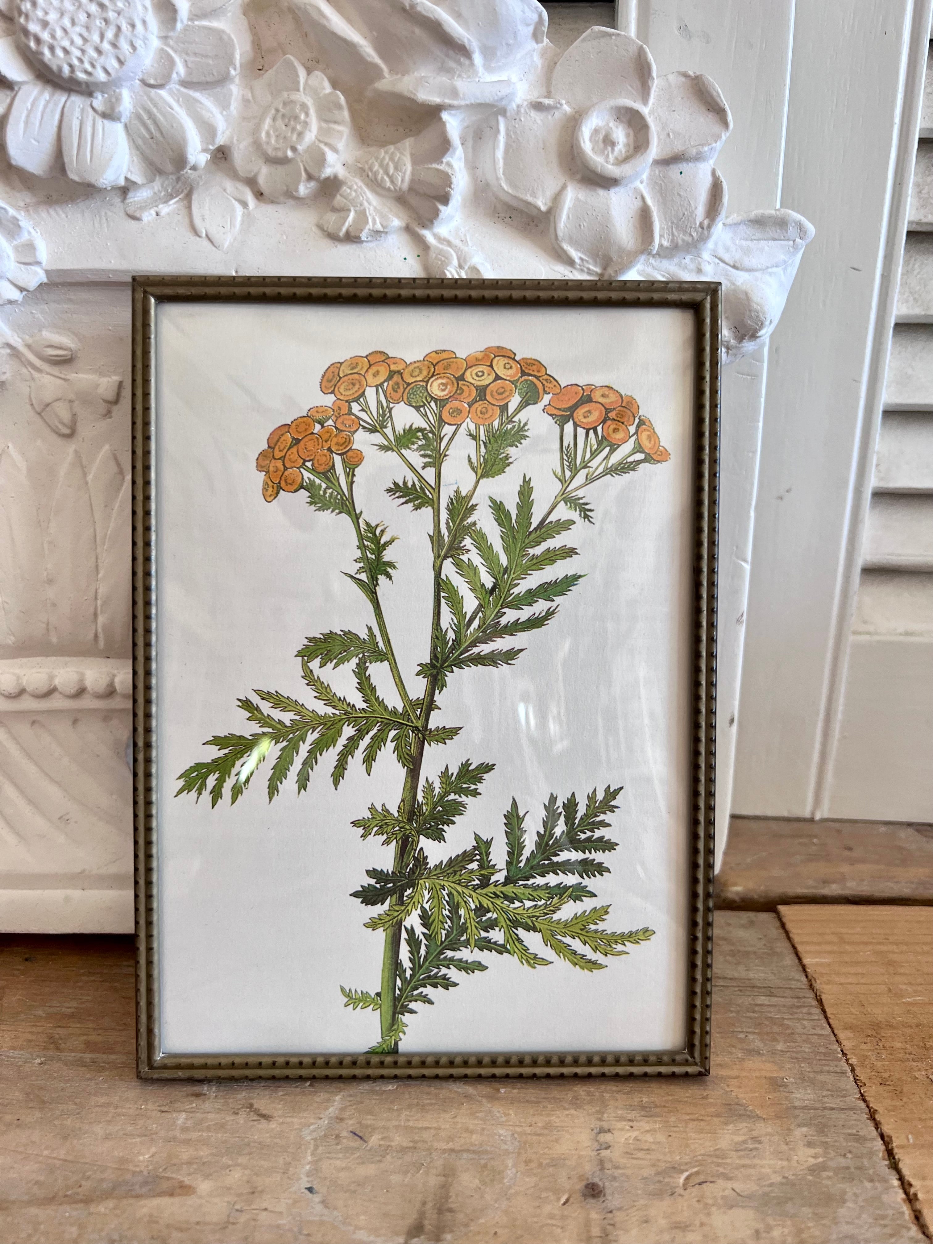 Vintage fotolijst met afbeelding boerenwormkruidplant