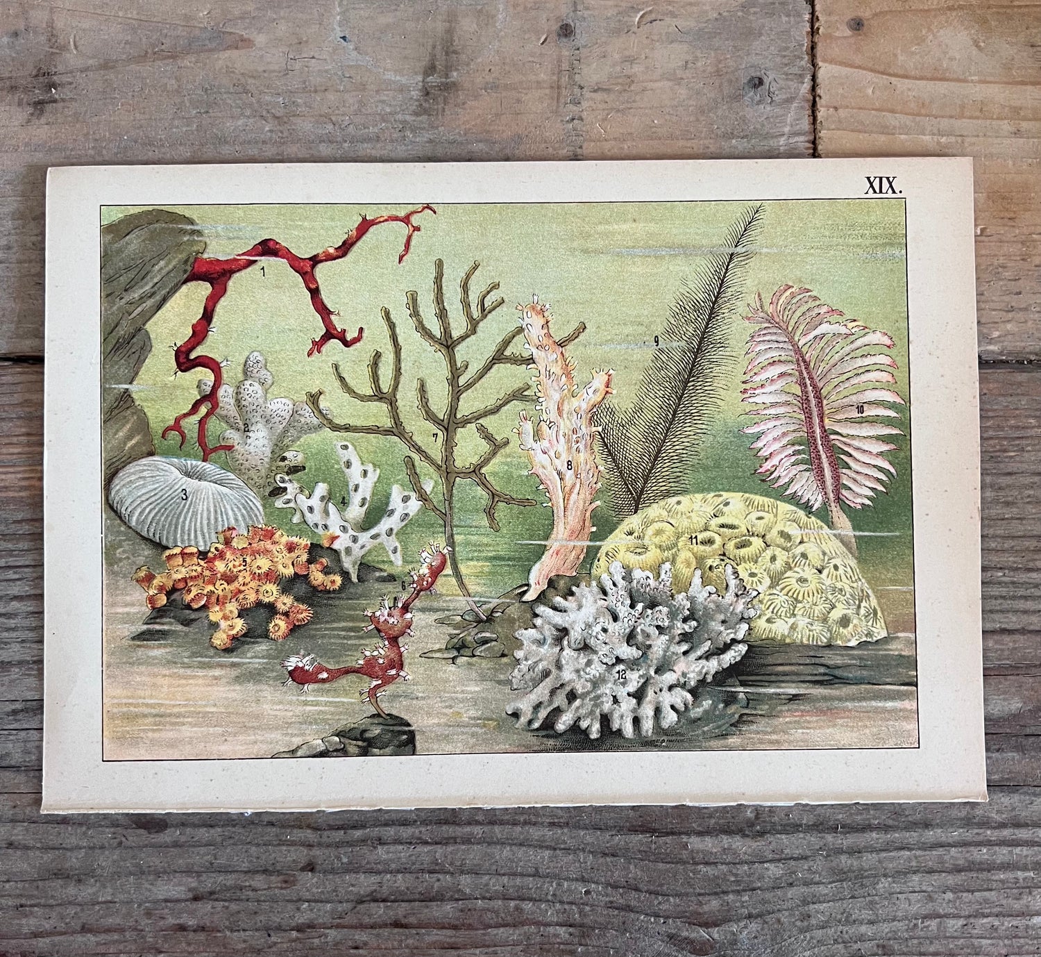 
vintage prent Dierenwereld van het water, prent koraal 1912, antieke natuurillustratie, vintage natuurprent, plaat XIX koraal, prent uit 1912, historische natuurkunst, oude wetenschappelijke prent, vintage onderwaterillustratie, decoratieve vintage prent