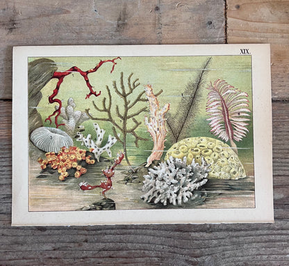 
vintage prent Dierenwereld van het water, prent koraal 1912, antieke natuurillustratie, vintage natuurprent, plaat XIX koraal, prent uit 1912, historische natuurkunst, oude wetenschappelijke prent, vintage onderwaterillustratie, decoratieve vintage prent