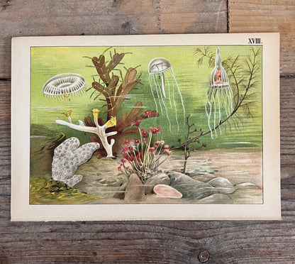 vintage prent Dierenwereld van het water, prent koraal 1912, antieke natuurillustratie, vintage natuurprent, plaat XVIII, prent uit 1912, historische natuurkunst, oude wetenschappelijke prent, vintage onderwaterillustratie, decoratieve vintage prent