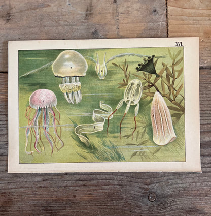 vintage prent Dierenwereld van het water, prent koraal 1912, antieke natuurillustratie, vintage natuurprent, plaat XVI, prent uit 1912, historische natuurkunst, oude wetenschappelijke prent, vintage onderwaterillustratie, decoratieve vintage prent, kwallen