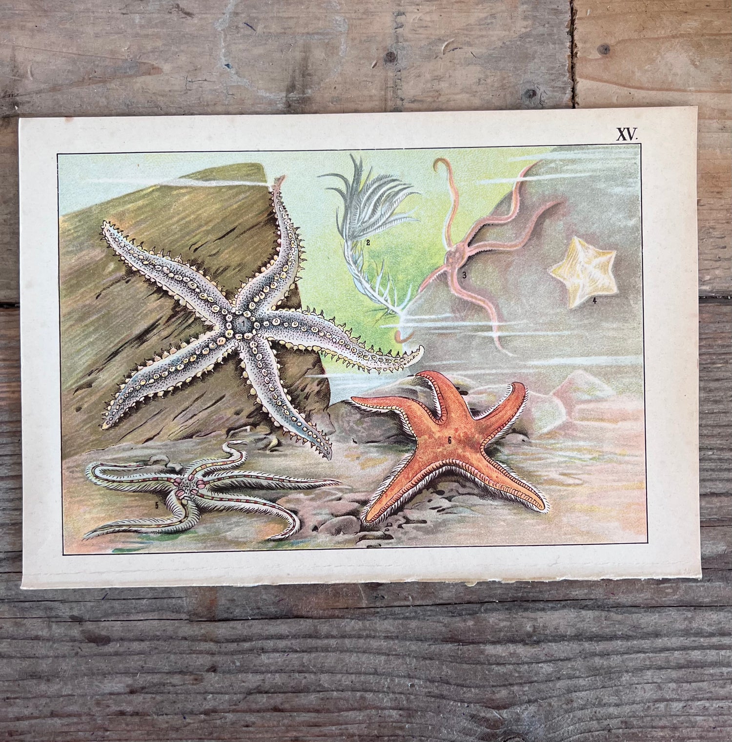 vintage prent Dierenwereld van het water, prent koraal 1912, antieke natuurillustratie, vintage natuurprent, plaat XVI, prent uit 1912, historische natuurkunst, oude wetenschappelijke prent, vintage onderwaterillustratie, decoratieve vintage prent, zeesterren