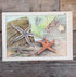 vintage prent Dierenwereld van het water, prent koraal 1912, antieke natuurillustratie, vintage natuurprent, plaat XVI, prent uit 1912, historische natuurkunst, oude wetenschappelijke prent, vintage onderwaterillustratie, decoratieve vintage prent, zeesterren