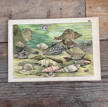 vintage prent Dierenwereld van het water, prent koraal 1912, antieke natuurillustratie, vintage natuurprent, plaat XII, prent uit 1912, historische natuurkunst, oude wetenschappelijke prent, vintage onderwaterillustratie, decoratieve vintage prent, zeeslakken