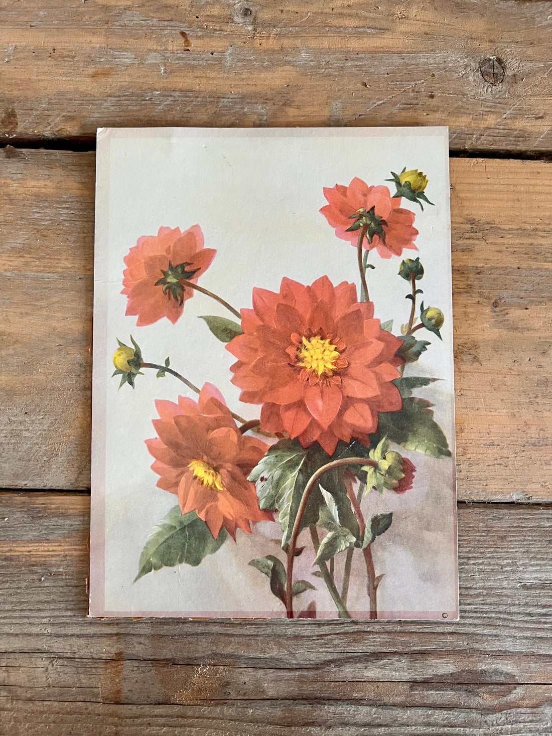 Vintage prent dahlia&