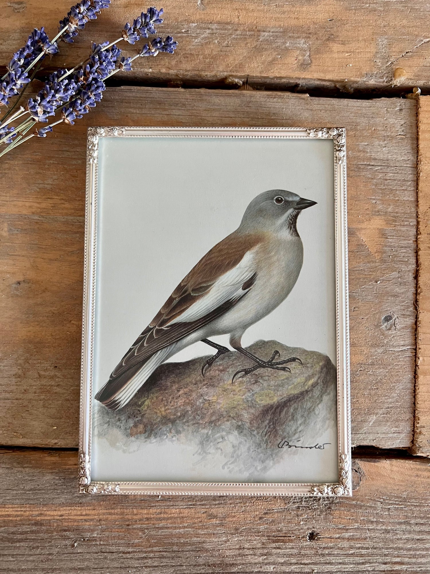 Vintage frame with snowfinch