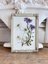  - vintage fotolijst botanisch &nbsp;
- botanische afbeelding edelweiss aster &nbsp;
- metalen fotolijst vintage &nbsp;
- decoratieve fotolijst bloemen &nbsp;
- botanische sfeer in huis &nbsp;
- retro fotolijst met plantenprint &nbsp;
- vintage woondecoratie botanisch &nbsp;
- handgemaakte botanische print lijst &nbsp;
- botanische wanddecoratie &nbsp;
- sfeervolle vintage fotolijst 